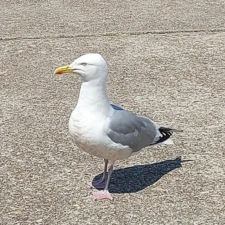 Le Paradis Bleu * Bosville